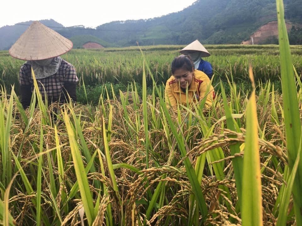 Tổng Giám đốc Bảo Minh (áo vàng) đang gặt lúa cùng nông dân.