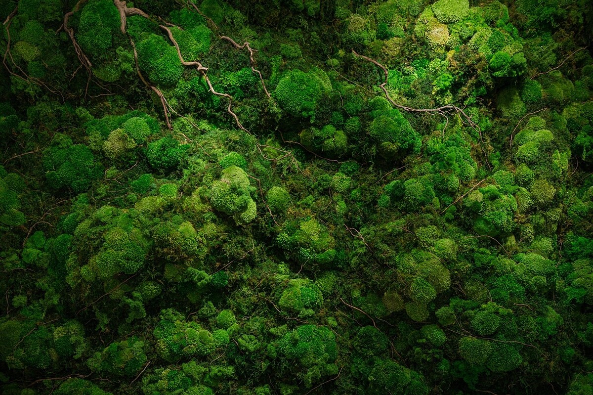 Lớp rêu sống đã được xử lý để làm ngưng đọng các tế bào thực vật khiến rêu giữ được hình dạng, màu sắc, và độ đàn hồi như rêu sống để trở thành rêu bảo tồn dùng để ghép tranh và những vật dụng trang trí khác.