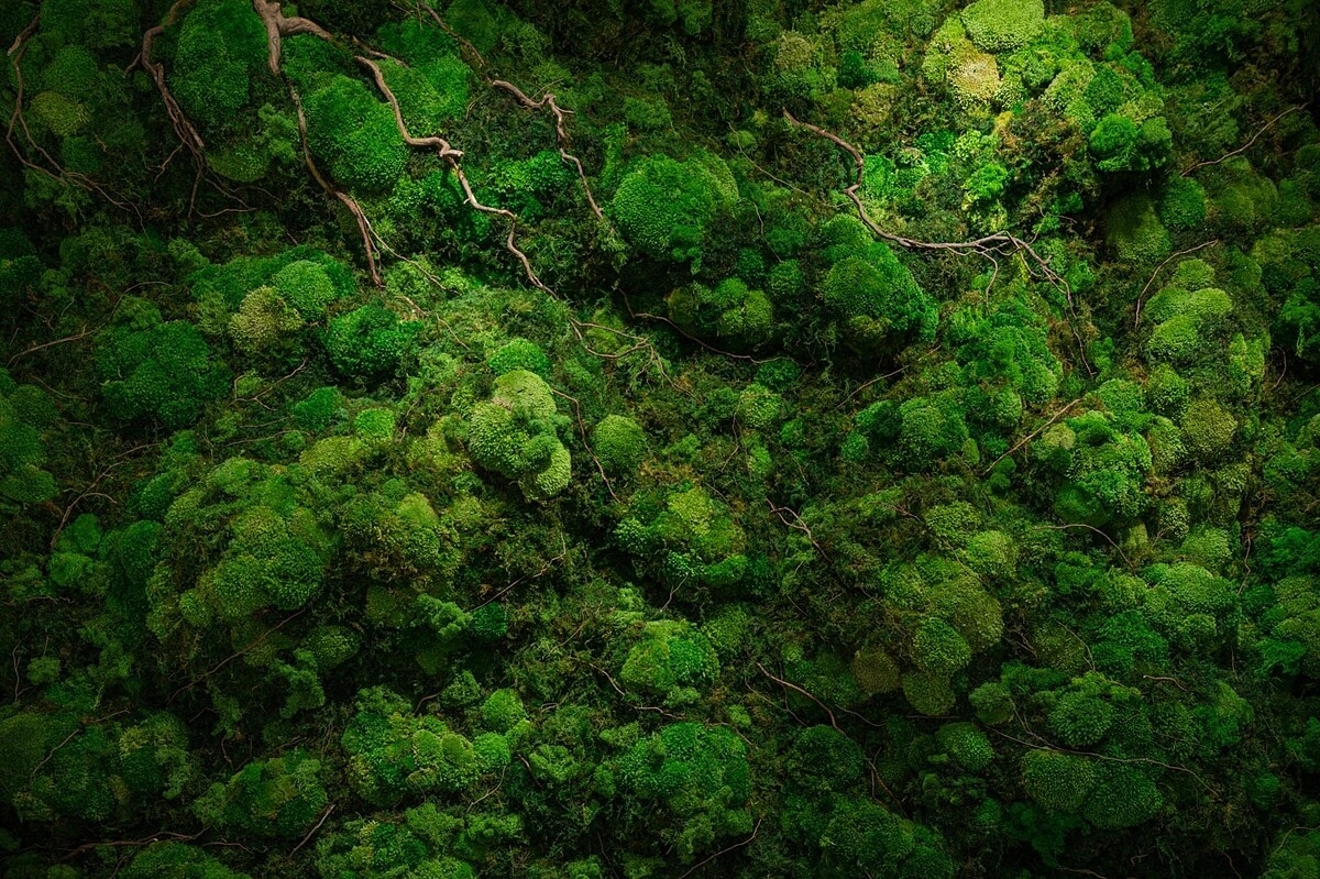 Lớp rêu sống đã được xử lý để làm ngưng đọng các tế bào thực vật khiến rêu giữ được hình dạng, màu sắc, và độ đàn hồi như rêu sống để trở thành rêu bảo tồn dùng để ghép tranh và những vật dụng trang trí khác.