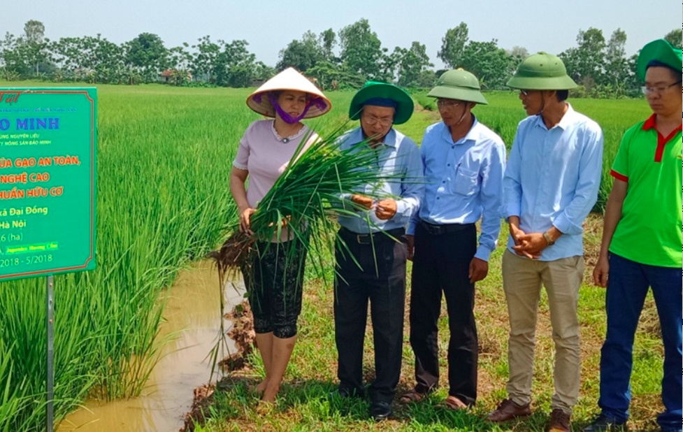Tổng Giám đốc Bùi Thị Hạnh Hiếu cùng đoàn chuyên gia đánh giá chất lượng của hạt lúa hữu cơ.