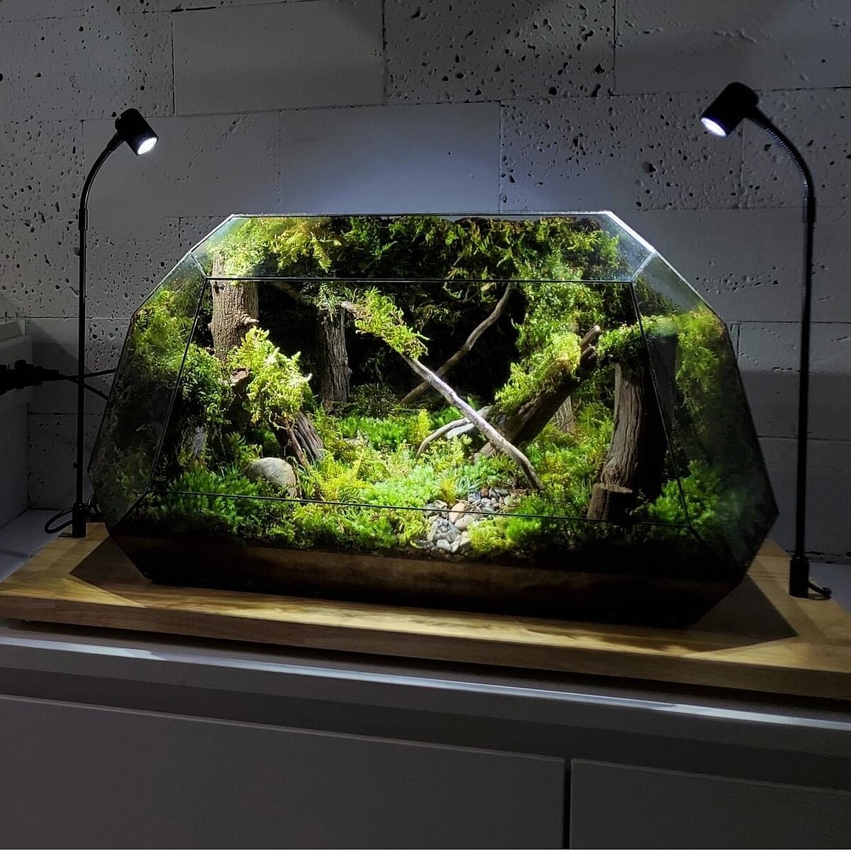 Sản phẩm hệ sinh thái thực vật khép kín The wardien case (u) mô phỏng khung cảnh một góc của khu rừng nhiệt đới.