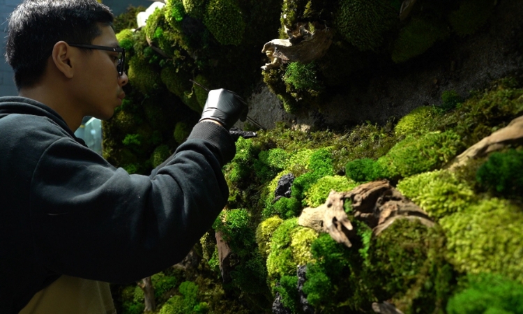 Những bức tranh rêu của một Gen Z