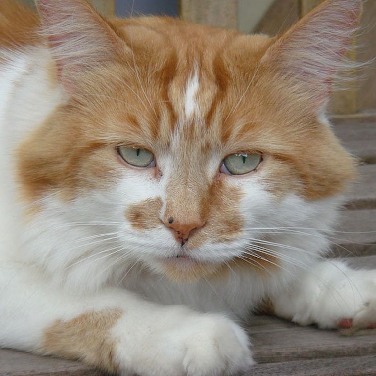 Rubble, một con mèo thuộc giống Maine Coon sống ở Exeter, Devon từng được sách kỷ lục Guinness ghi nhận là con mèo già nhất thế giới, đã qua đời ở tuổi 31 tại Anh vào năm 2020.