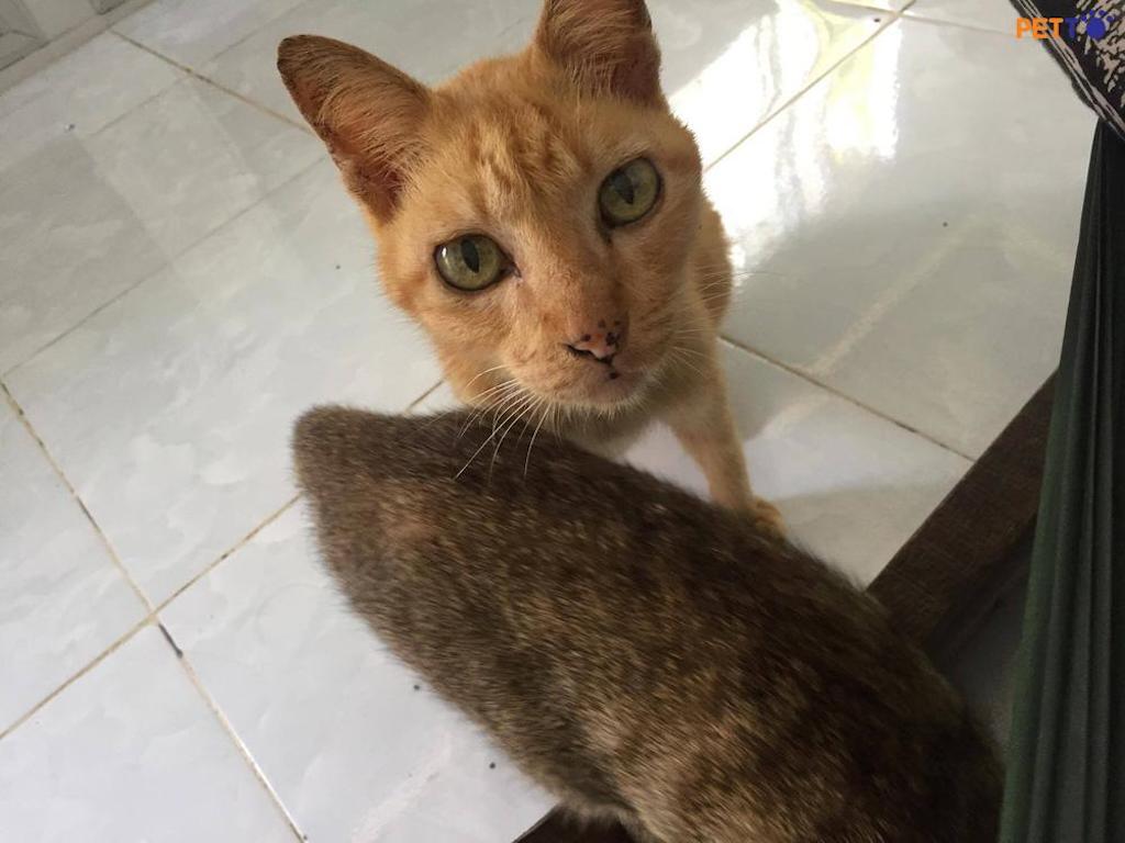 Chú mèo Bé Bự ở Long An đã sống được 20 năm.