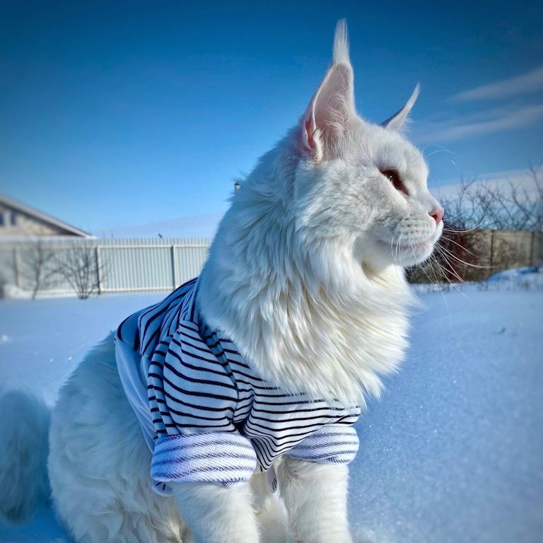 Kefir - một con mèo trắng nặng 12,7kg tại nước Nga, đang được coi là con mèo nuôi lớn nhất trên thế giới.