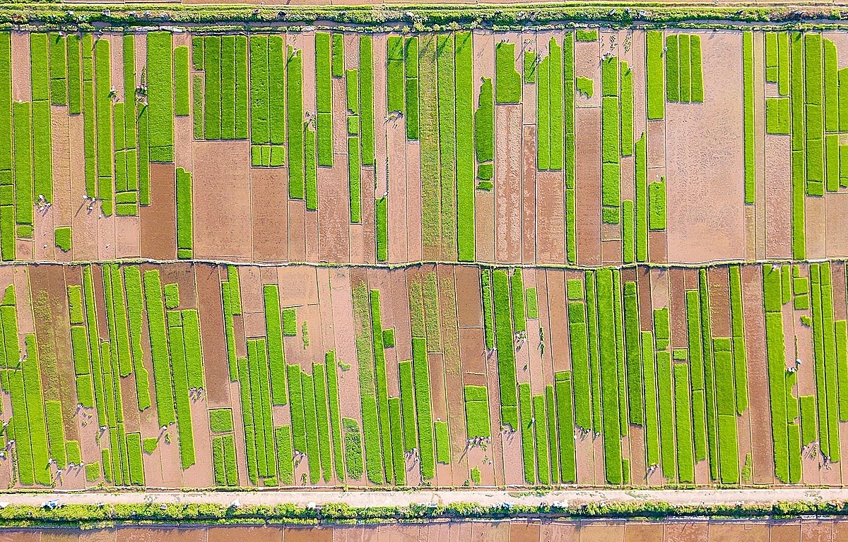 Người dân gắn bó với từng cây lúa nhờ có HTX.