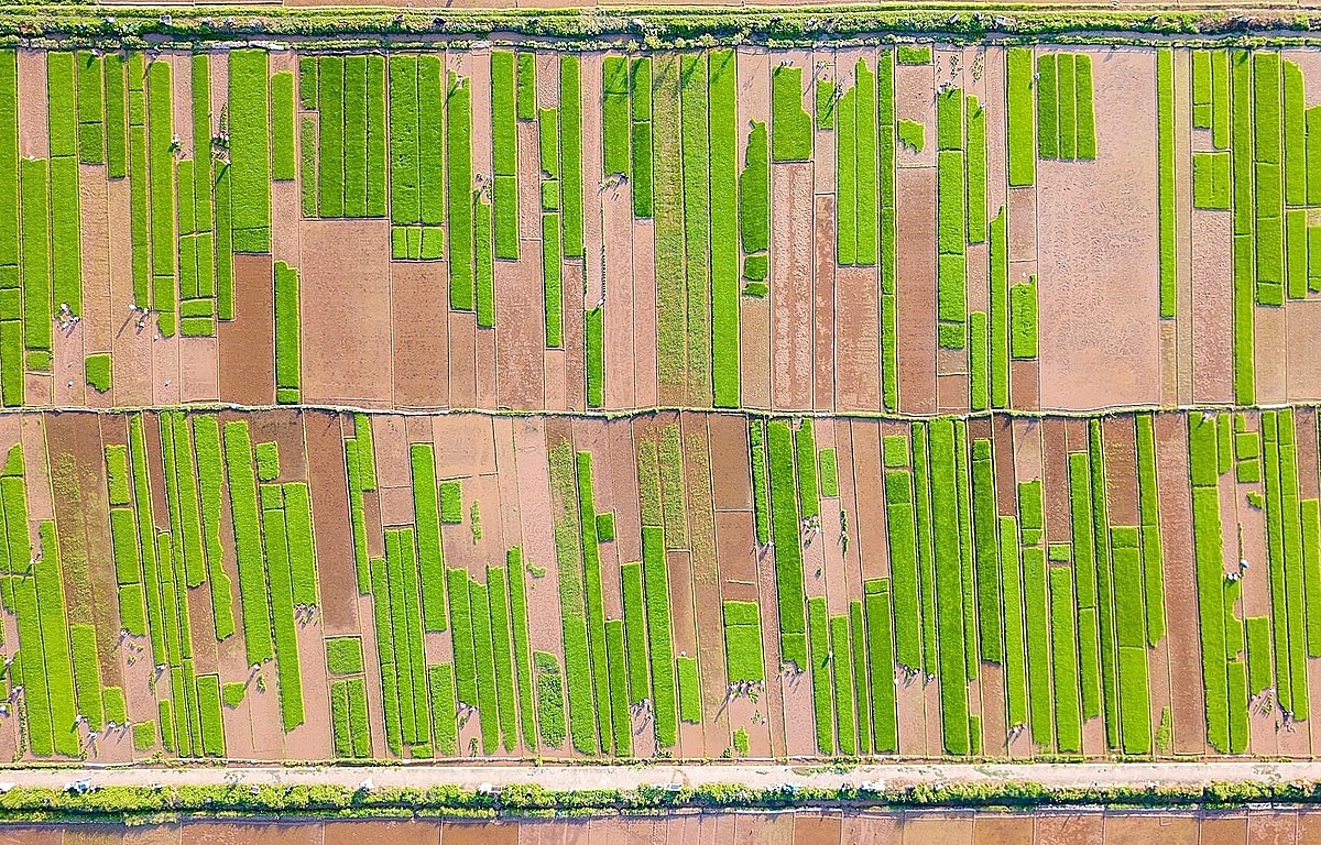 Người dân gắn bó với từng cây lúa nhờ có HTX.