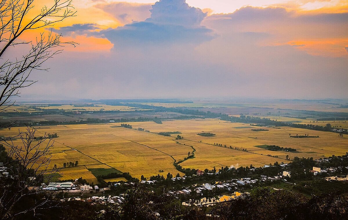 Cánh đồng lúa lớn mang lại niềm vui cho người nông dân.
