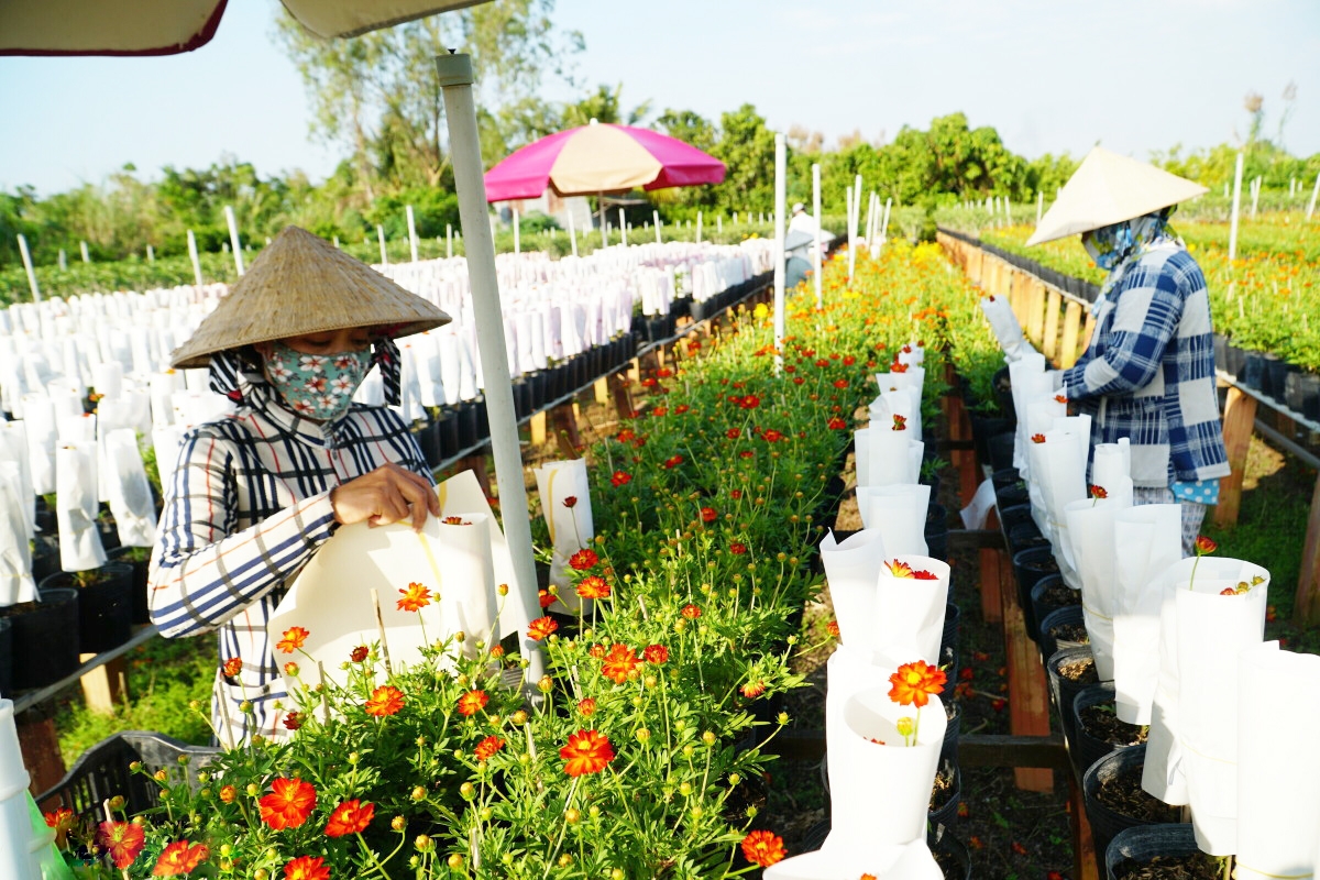 Cần thêm động lực để làng hoa Bách Thuận nâng tầm giá trị.