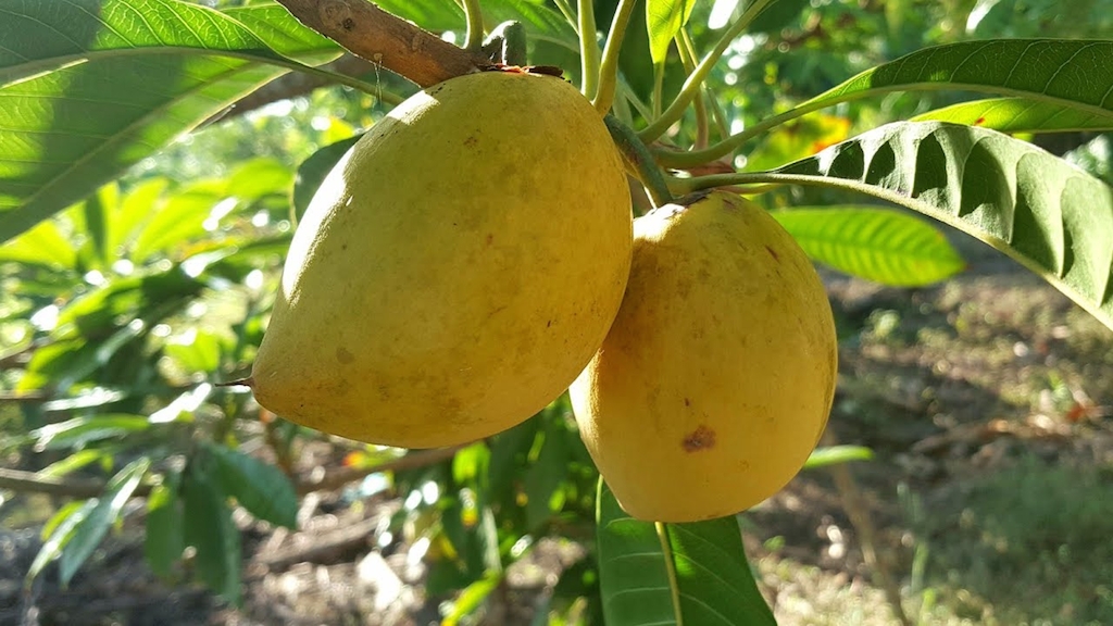 Quả Lêkima đã trở thành một biểu tượng văn hóa, gắn liền với cuộc đời của nữ anh hùng Võ Thị Sáu.