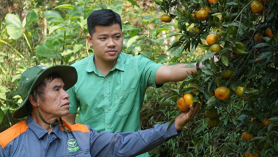 Cần tháo gỡ khó khăn cho các HTX trồng cây ăn quả thì mới phát triển được các chuỗi giá trị bền vững.