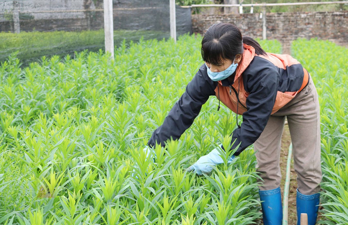 Người trồng hoa ở Bách Thuận đang nỗ lực làm mới mình để nâng sức cạnh tranh trên thị trường.