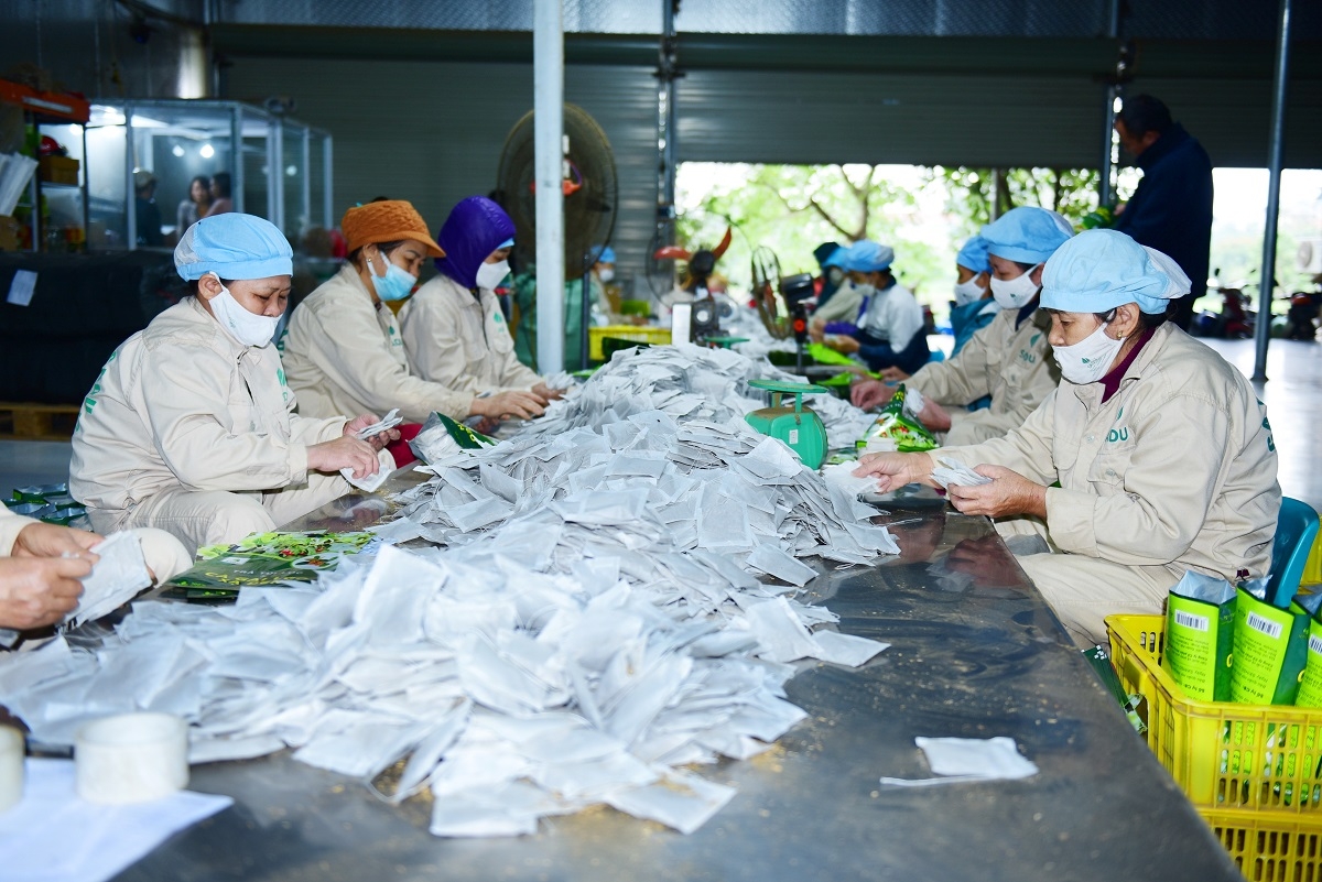 Công nhân tại nhà máy đóng túi sản phẩm trà cà gai leo sadu. (Ảnh Lê Mạnh)