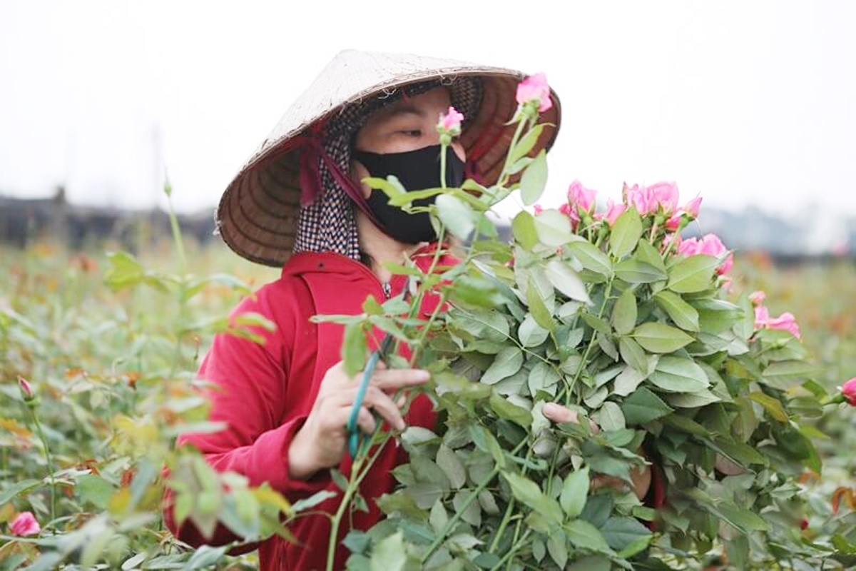 Bách Thuận là một trong những làng hoa nổi tiếng nhất ở phía Bắc.