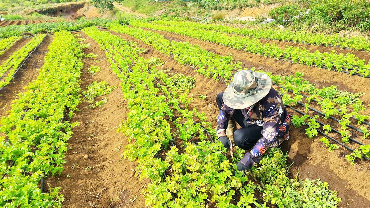 Nông nghiệp hữu cơ thuần tuý mang lại giá trị kép về kinh tế và môi trường.