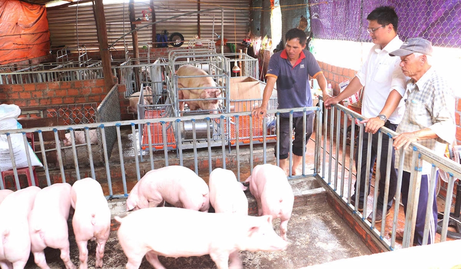 Giá heo hơi đang dưới mốc 55.000 đồng/kg, khiến nông hộ chăn nuôi nhỏ lẻ thua lỗ.