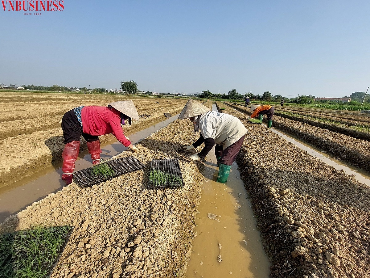 Với 3 năm kinh nghiệm trồng hành xuất khẩu, cán bộ kỹ thuật công ty Âu Lạc cho biết, các lứa hành nên trồng rải rác thay vì tập trung trồng ồ ạt một lúc.