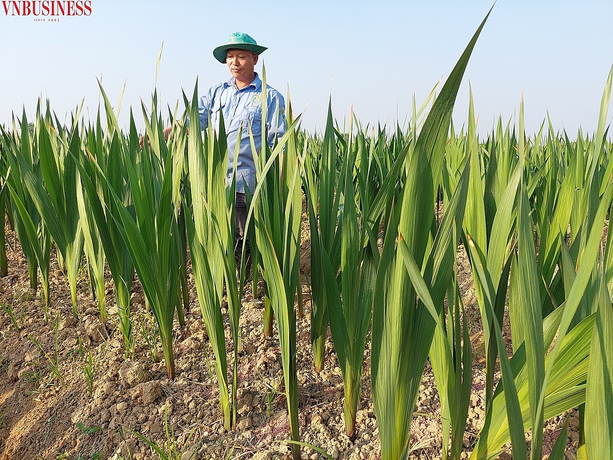 Bên cạnh việc trồng hành, HTX còn khuyến khích các cán bộ kỹ thuật công ty Âu Lạc mở rộng diện tích trồng hoa dơn để phục vụ bán dịp lễ, Tết cuối năm.