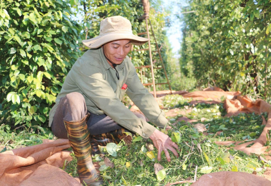 Niềm vui của người nông dân khi sản phẩm tiêu hữu cơ bán được giá.