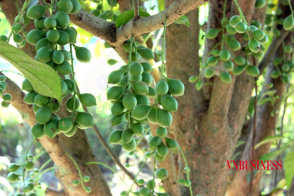 Nông nghiệp tái sinh đang mang lại những tia vọng mới giúp ngành nông nghiệp Việt “đơm hoa kết trái” một cách bền vững trong tương lai.