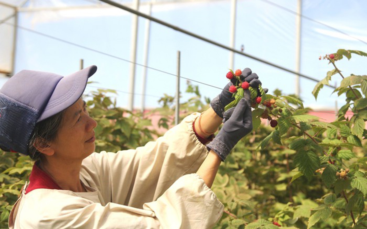 Những nông dân, doanh nhân với tư duy làm nông nghiệp tử tế là chìa khóa tạo nên thành công ở Langbiang.
