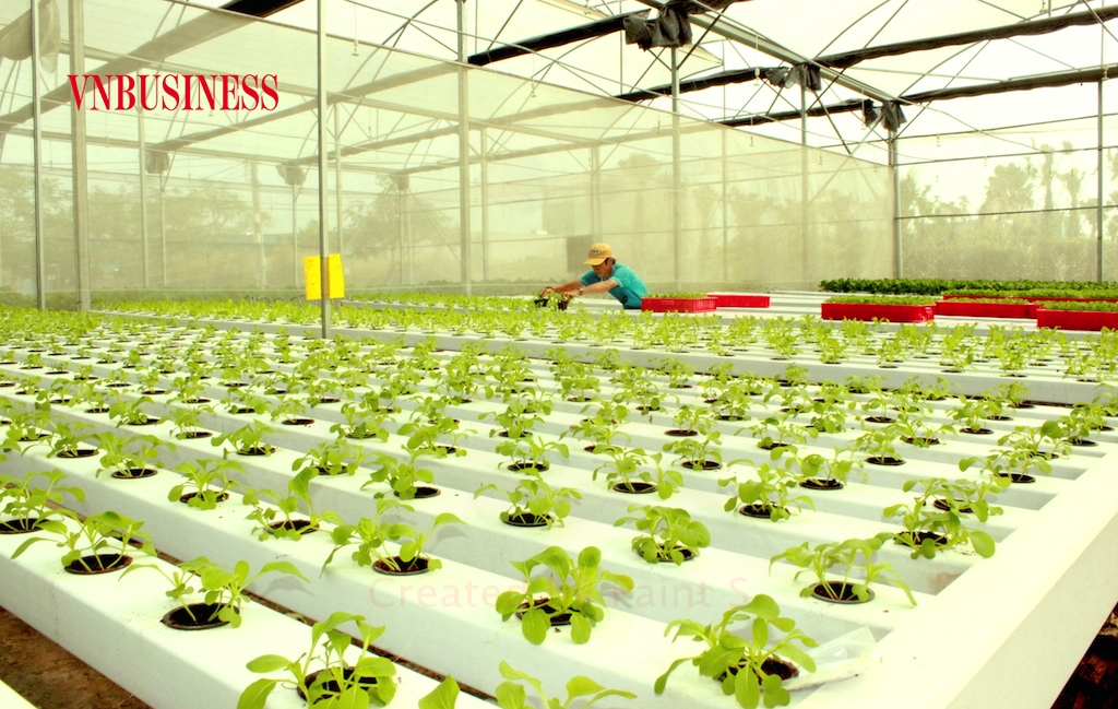 Với chiến lược “xanh hoá” cho XK nông sản Việt, không có gì khác hơn là bắt đầu từ hành động tập thể.