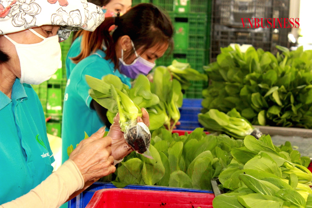 Nông dân Việt Nam vốn đã quen thuộc với kiểu canh tác hữu cơ truyền thống.