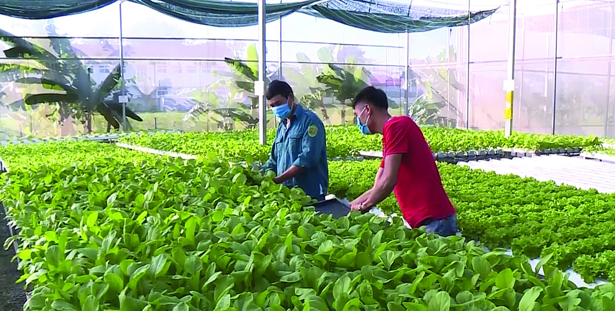 Thành viên tham gia HTX để có lợi ích cao hơn, để sản xuất kinh doanh hiệu quả hơn.