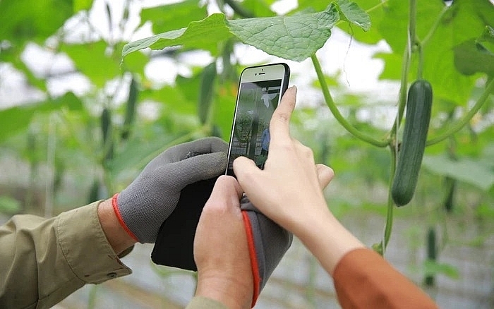 Bán hàng online giúp HTX tiếp cận được nhiều khách hàng tiềm ăng vào dịp cuối năm.