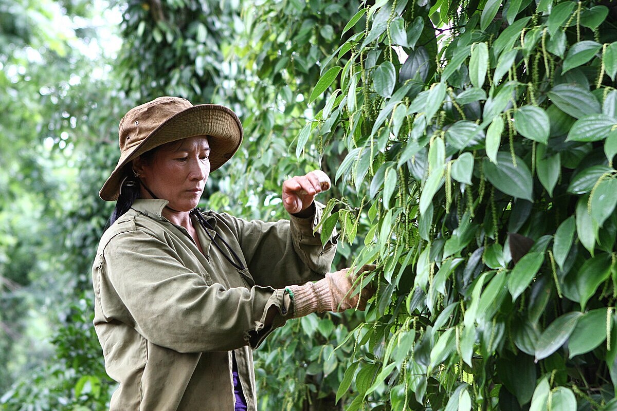 Thị trường hồ tiêu cuối năm được đánh giá là sôi động nhờ những thông tin tích cực từ Trung Quốc.