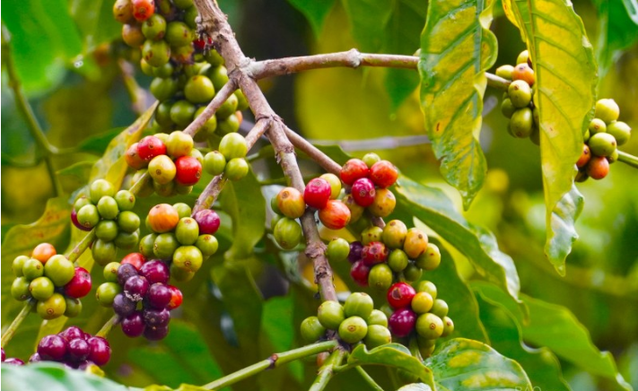 Giá cà phê hôm nay tăng nhẹ 200 đồng/kg.