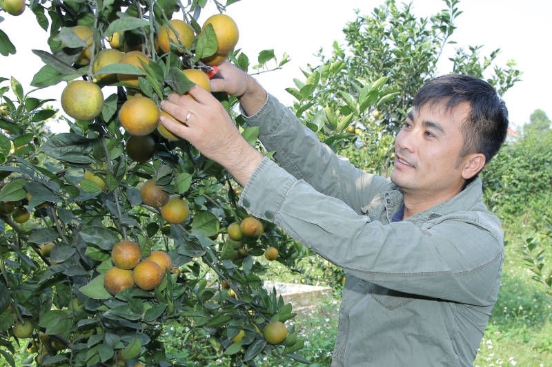 Dự báo, năm 2023, các HTX sẽ có nhiều cơ hội xuất khẩu nông sản.