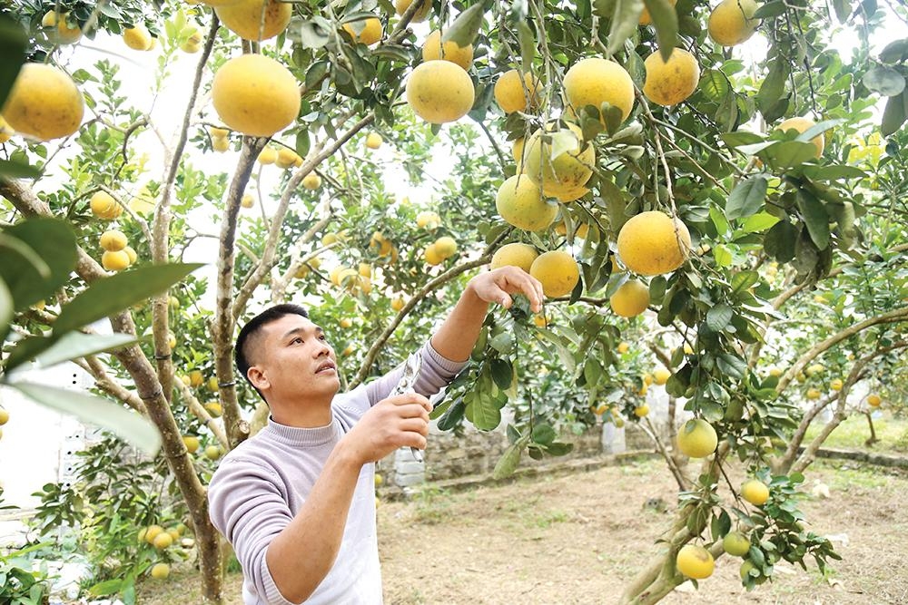 Bưởi Diễn chỉ phát triển ở vùng đất Diễn mới cho hiệu quả kinh tế và giá trị cao.