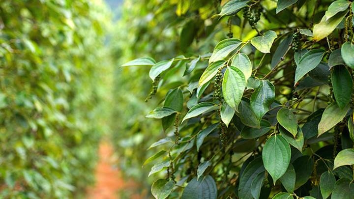 Bước sang năm 2023, thị trường hồ tiêu có những thuận lợi và thách thức đan xen.