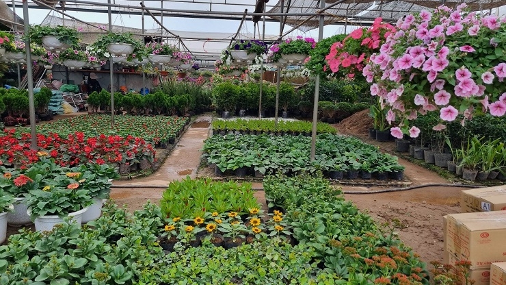 Thị trường hoa Tết kém sôi động dù Tết Nguyên đán đã cận kề.