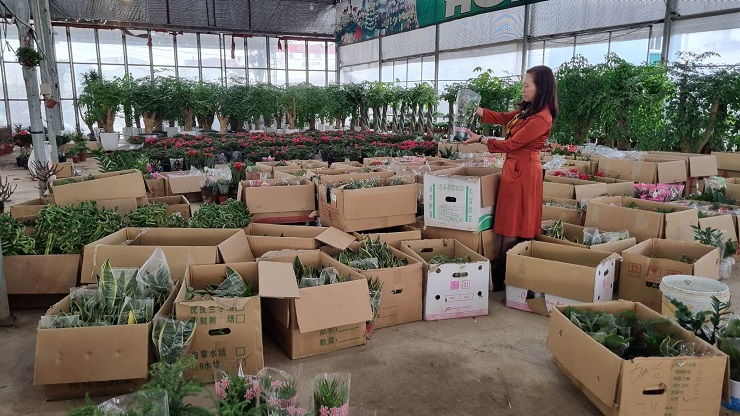 Sức mua hoa Tết còn chậm, khách hiện chủ yếu đi dò giá