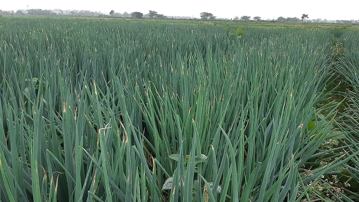 Những luống hành dài, đều tăm tắp, phủ một màu xanh biếc kéo dài hút tầm mắt.