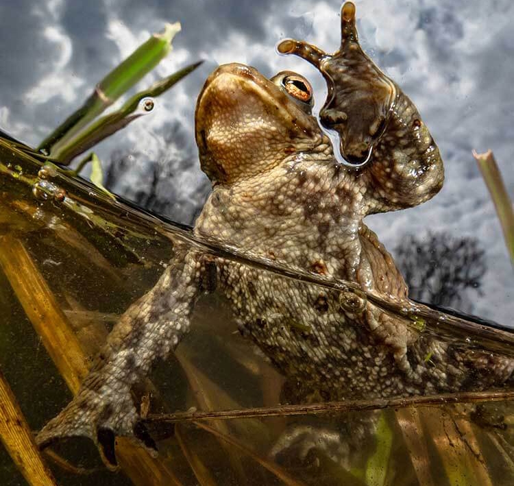 Hạng mục Góc rộng nhỏ gọn Enrico Somogyi – Hòa bìnhCâu chuyện: Mỗi năm một lần vào cuối tháng ba, là mùa giao phối của cóc. Nó chỉ kéo dài vài ngày và chỉ vào thời điểm này, bạn mới có thể đến rất gần chúng. Bình thường chúng rất nhút nhát. Nhiếp ảnh gia đã chụp một số bức ảnh từ hành động con cóc bắt đầu ngoi lên khỏi mặt nước, và đây là bức ảnh yêu thích của tác giả. Vị trí: Leipzig, Đức Thiết bị được sử dụng: Sony RX100 Mark VII, Fantasea Housing, Sony Fisheye Converter, 4inch Dome, Dual Backscatter Miniflash MF1 Cài đặt máy ảnh: ISO 160, F8, 1/2000 giây