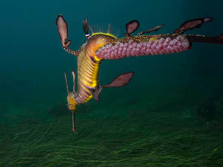 Hạng mục Hành vi nhỏ gọn PT Hirschfield – Rồng cỏ dại đực mang trứng hồng trên đuôiCâu chuyện: Những con rồng cỏ biển đực mang những quả trứng màu hồng sáng trên đuôi không phải là một chủ đề đặc biệt bất thường ở bờ biển phía đông nam Australia. Những động vật di chuyển chậm này thường ở độ sâu chỉ khoảng 4-6 mét. Nhưng nhiếp ảnh gia thích chơi với các nguyên tắc nhiếp ảnh trong việc tạo ra hình ảnh này. Tác giả đã tuân thủ Quy tắc một phần ba và nguyên tắc ý thức về góc cạnh, nhưng đã phá vỡ quy tắc chụp đối tượng từ phía trước với tiêu cự sắc nét vào mắt. Tác giả đã chụp con rồng cỏ biển này từ phía sau đối tượng ở giữa các tư thế nhìn nghiêng đã cho phép tạo ra một bức ảnh rất khác với bất kỳ bức ảnh nào tác giả đã chụp hoặc nhìn thấy trước đây, đạt được một cách mới để chụp một chủ đề khá phổ biến. Địa điểm: Bến tàu Flinders, Victoria, Úc Thiết bị sử dụng: Canon G12, Single YS-D3 Strobe, Fix Neo 1500 LightCài đặt máy ảnh: ISO 100, F8, 1/80 giây