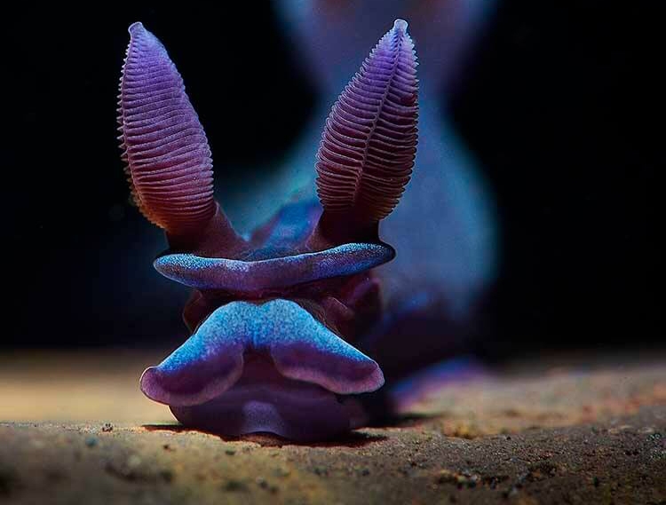 Hạng mục Nudibranch Aleksei Permiakov – GânCâu chuyện: Trong thời gian xảy ra đại dịch, vợ chồng nhiếp ảnh gia đã bị mắc kẹt ở Bali và đó là cơ hội tuyệt vời để chụp ảnh macro. Họ đã khám phá Tulamben và thực hiện một loạt chuyến lặn tại điểm lặn Drop Off. Tambja morosa là loài thân trơn tương đối lớn và tác giả đã quyết định tập trung nhiều hơn vào loài tê giác có kết cấu tuyệt đẹp. Vị trí: Tulamben, Bali, Indonesia Thiết bị được sử dụng: Máy ảnh Nikon D850, ống kính Nikkor 105mm f2.8 VR, Vỏ Nauticam NA-D850, Ống kính ướt Nauticam SMC, Backscatter MF-01 Strobe with Snoot Cài đặt máy ảnh: ISO 125, F22, 1/200 giây