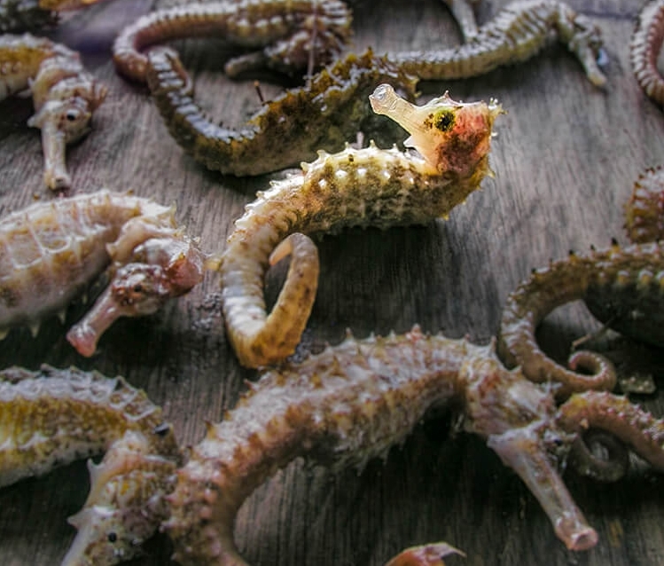 Hạng mục Bảo tồn dưới nước Lawrence Alex Wu – Một cú bắt buồnCâu chuyện: Dù lớn hay nhỏ, hệ sinh thái của chúng ta là một sự cân bằng và tất cả cư dân đều quan trọng đối với sự thịnh vượng của Trái đất. Cá ngựa đã bị đánh bắt gần như tuyệt chủng, chủ yếu để dùng làm thuốc… nhưng chưa được khoa học chứng minh là có bất kỳ đặc tính chữa bệnh nào.