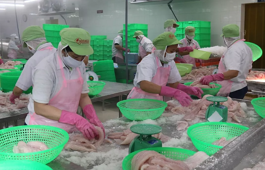 Công nhân Công ty cổ phần Gò Đàng (KCN Mỹ Tho) chế biến cá tra xuất khẩu.