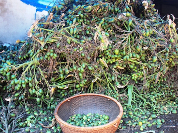 Cục Trồng trọt khuyến nghị người dân không tự ý trồng ồ ạt cây cau.