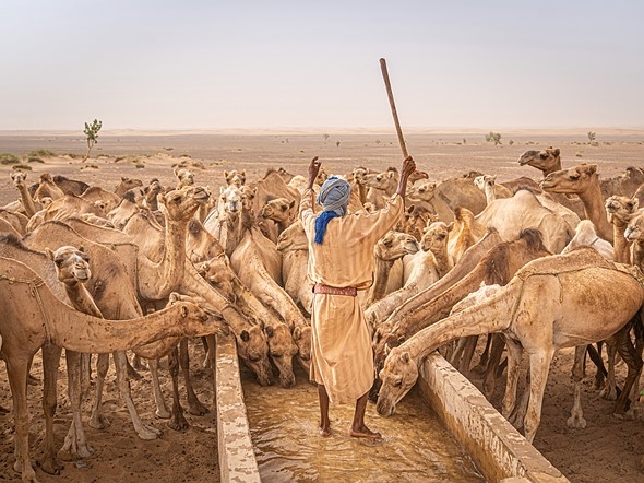 Nước, Được đánh giá cao: Romain Miot (Pháp) Địa điểm: Oualata, Mauritanie Chú thích: Tác giả gặp đoàn lữ hành này sau chuyến thám hiểm kéo dài bốn ngày vào giữa sa mạc Sahara. Không có con đường nào dẫn đến nơi này nên phải định hướng bằng la bàn. Hàng trăm con lạc đà một bướu và chủ nhân của chúng đã có mặt trên đồng bằng sa mạc nơi không có gì sinh sống này. Hai cái giếng đã được đào để cho lạc đà uống nước trước khi chúng đến Mali, Côte dIvoire và Burkina Faso để bán muối. Khi trở về sau chuyến đi, tác giả nhận ra rằng hình ảnh một người chủ lạc đà ra lệnh cho những con lạc đà trông giống như một nhạc trưởng với một dàn nhạc. Thông số kỹ thuật: Sony A7 III, ống kính 24-70mm, F2.8, 1/3200s, ISO 125