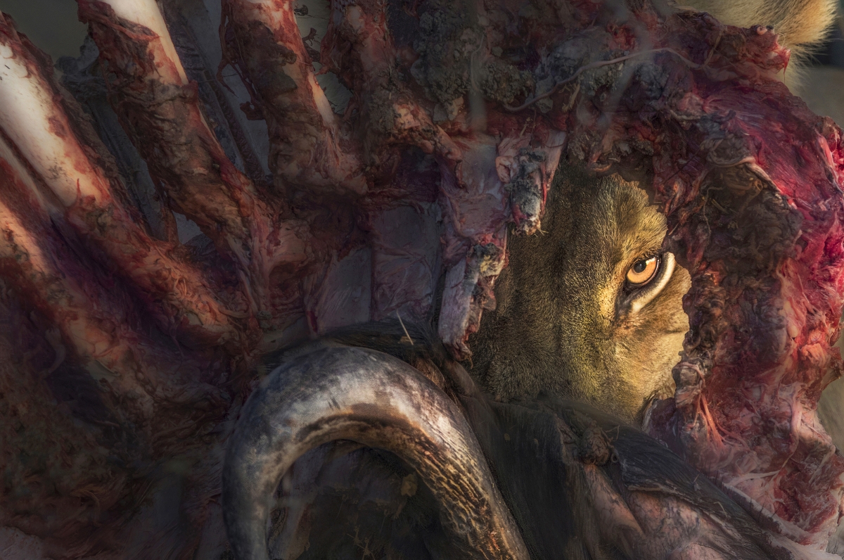 Hành tinh xanh, hạng mục Ảnh đơn đẹp nhất: Panos Laskarakis (Hy Lạp) Địa điểm: Đồng bằng Okavango, Botswana Chú thích: Một con sư tử đực to lớn nhìn qua xác một con trâu bị giết ngày hôm trước. Thông số kỹ thuật: Canon EOS 7D Mark II, ống kính 400mm, F5.6, 1/320s, ISO 640