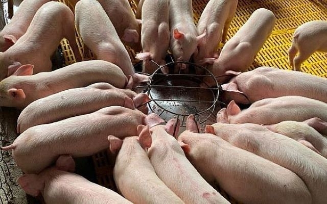 Giá lợn hơi hiện dao động trong khoảng 51.000 – 55.000 đồng/kg, những hộ chăn nuôi nhỏ lẻ vẫn chưa thể hòa vốn vì mức đầu tư hiện lên đến khoảng 60.000 đồng/kg (Ảnh: Int)