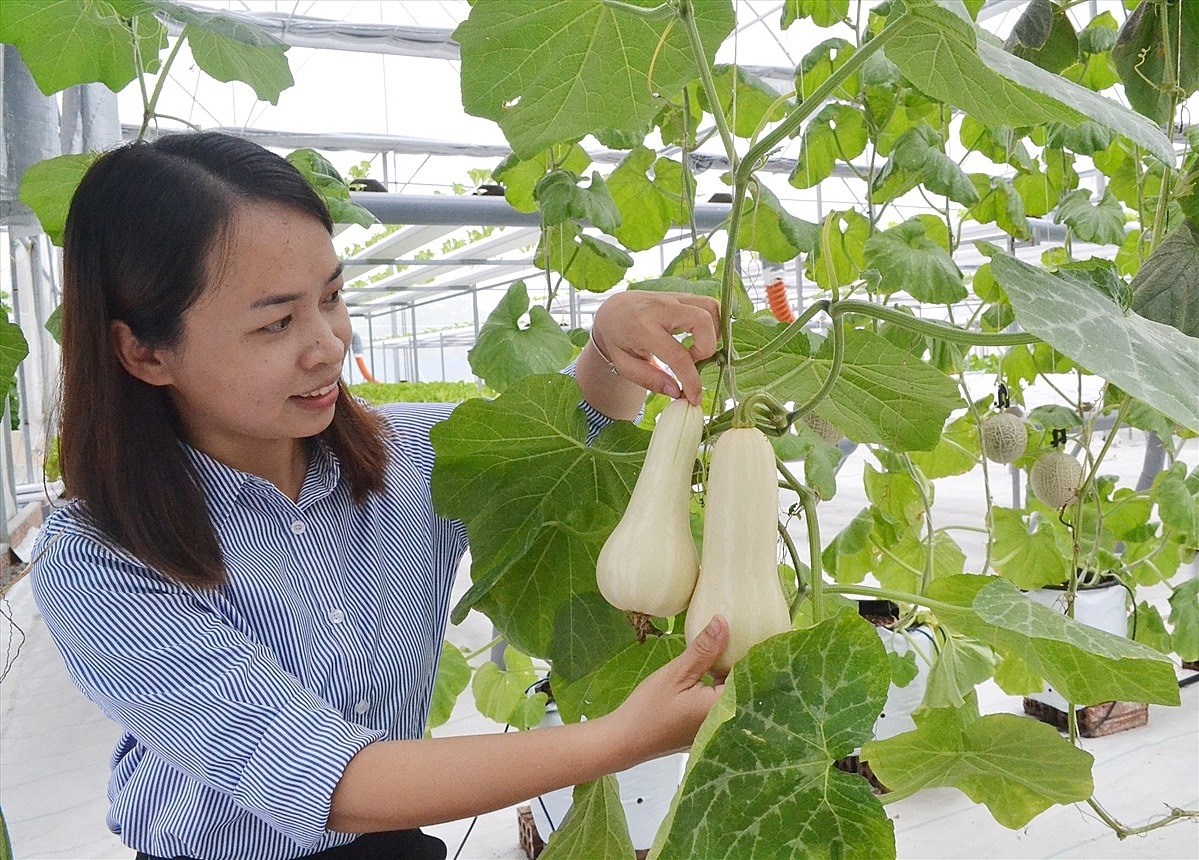 Nhiều HTX chưa tiếp cận được đất đai vì vướng các quy định pháp luật.