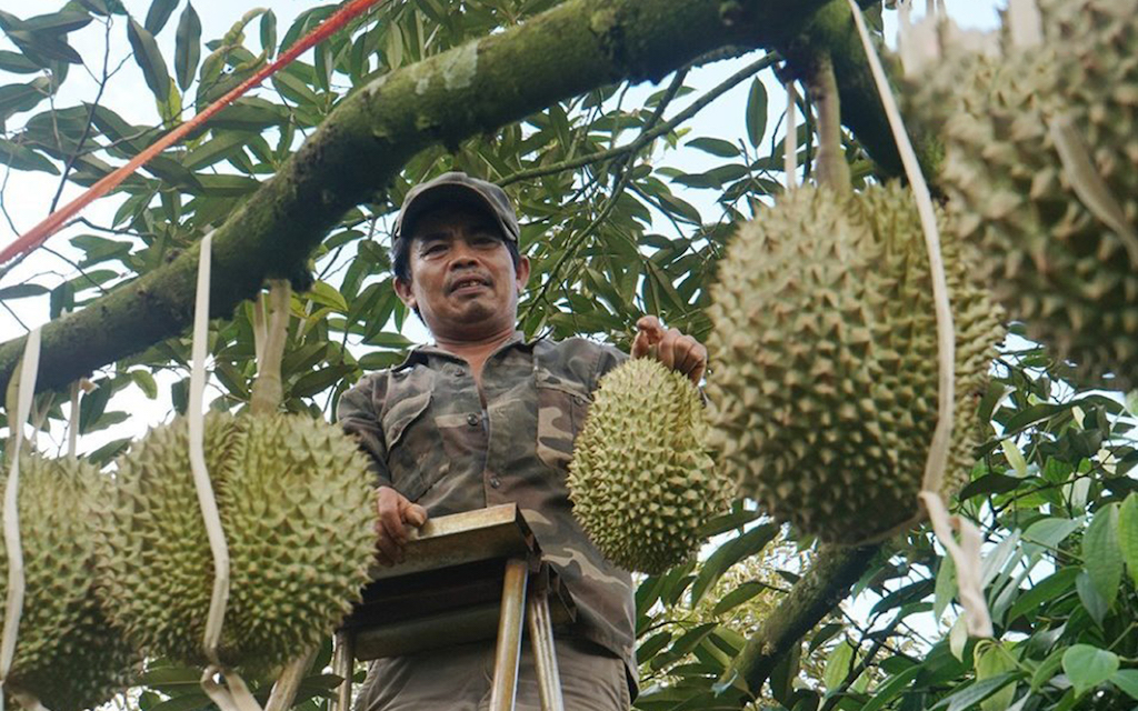 Dù giá sầu riêng đang neo ở mức cao , các nông dân, nhà vườn cần hết sức tỉnh táo, tránh mở rộng diện tích dẫn đến “vết xe đổ” như một số loại trái cây đã gặp phải.