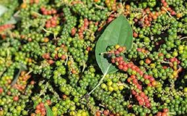 Hồ tiêu được gọi là cây xóa nghèo cho người dân vùng biên giới Lộc Ninh.