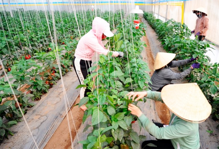 Hiện đại hóa đang giúp nông nghiệp huyện Đơn Dương nâng cao sản xuất, giá trị kinh tế.